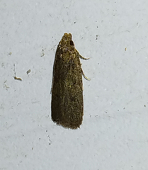 Glyphidocera juniperella