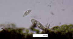 Paramecium