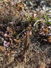 Orthocarpus bracteosus