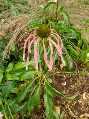 Echinacea laevigata