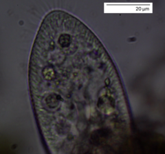 Paramecium