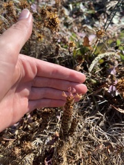 Orthocarpus bracteosus