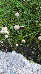 Coprinellus disseminatus