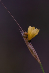 Sisyrinchium pringlei