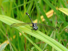 Phyllogomphoides bifasciatus
