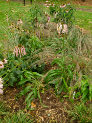 Echinacea laevigata