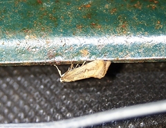 Atomotricha