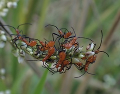 Leptoglossus phyllopus
