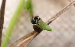 Sassacus papenhoei