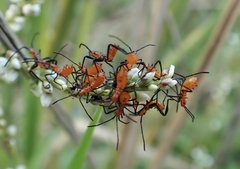 Leptoglossus phyllopus