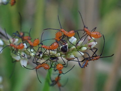Leptoglossus phyllopus