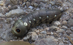 Xylophanes falco