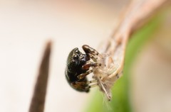 Sassacus papenhoei