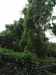 Cardiospermum grandiflorum