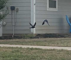Corvus