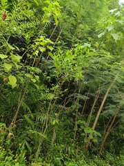 Citharexylum caudatum