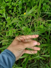Paspalum paniculatum