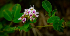 Lespedeza hirta