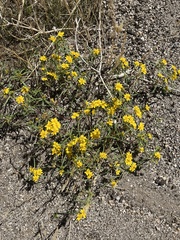 Pectis papposa papposa