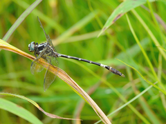 Phyllogomphoides bifasciatus