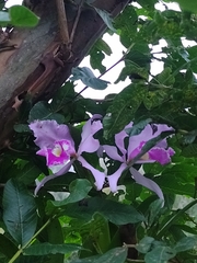 Cattleya