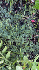 Ipomoea quamoclit