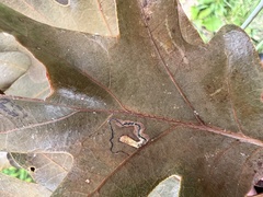 Stigmella saginella