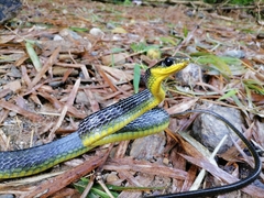 Chironius septentrionalis