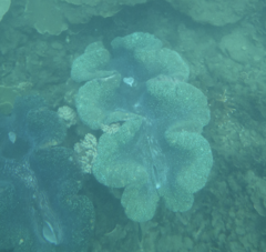 Tridacna gigas