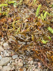 Fucus serratus