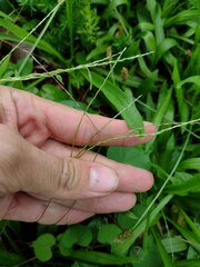 Digitaria radicosa