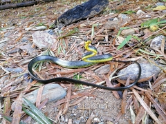 Chironius septentrionalis