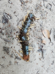 Scolopendra heros