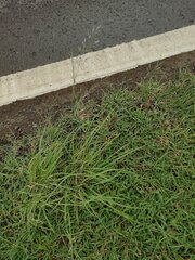 Eragrostis tenuifolia