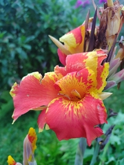 Canna × generalis