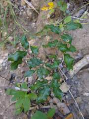 Zanthoxylum hirsutum