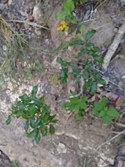 Zanthoxylum hirsutum