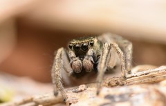 Habronattus borealis