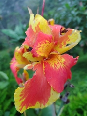 Canna × generalis