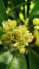 Corynocarpus laevigatus