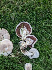 Agaricus