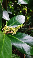 Corynocarpus laevigatus
