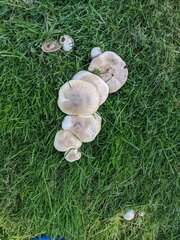 Agaricus