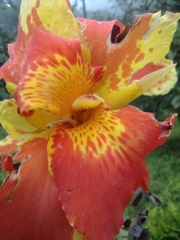 Canna × generalis