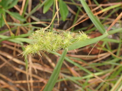 Cenchrus spinifex
