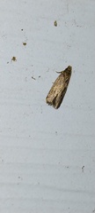 Glyphidocera juniperella