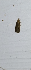 Glyphidocera juniperella
