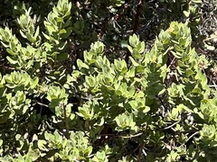 Arctostaphylos regismontana