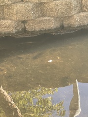 Micropterus salmoides