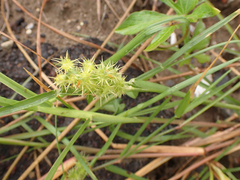 Cenchrus spinifex